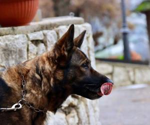 El ataque le causó lesiones en un brazo que afectaron su actividad profesional. El juicio comenzó esta semana y el cargo inicial contra el músico fue retirado.
