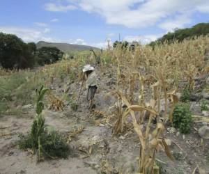 En algunas zonas del sur, este, centro y oeste de Honduras el cien por ciento los cultivos, principalmente granos básicos como maíz y frijol, se han perdido por la falta de lluvias.