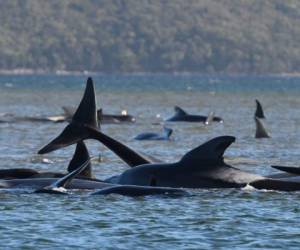 Hasta 90 ballenas murieron y se está llevando a cabo una operación 'desafiante' para rescatar a 180 más que aún quedaron varadas en una bahía remota en el sur de Australia el 22 de septiembre. Foto: AFP