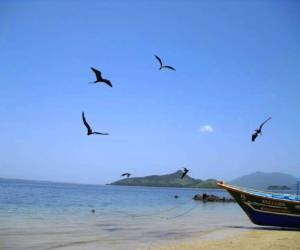 La especie de gavilán negro, que vuela a alturas muy bajas, también puede ser apreciada.