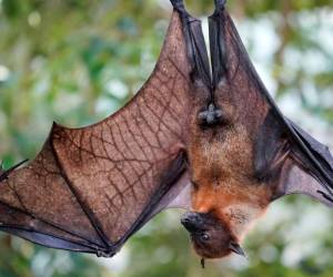 El virus Nipah tiene una aterradora tasa de mortalidad del 75%.