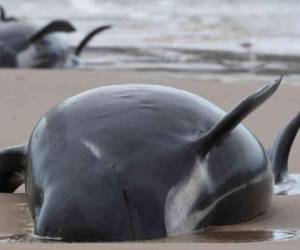 Algunos investigadores apuntan a que estos cetáceos, de carácter muy sociable, podrían haberse desviado de su itinerario después de haberse alimentado cerca de la orilla. Foto: AFP