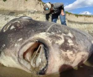 Este fue el enorme y aterrado pez encontrado en una playa de California.