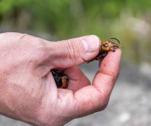 El insecto es natural de Asia Oriental y Japón y puede medir unos 5 cm, casi ocho si se toma en cuenta la envergadura de sus alas. Foto: AFP