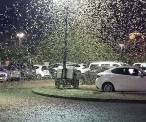 Las calles de La Vegas están repletas de la plaga de saltamontes. Foto: Cortesía Emisoras ABC.