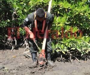 Elementos de las Fuerzas Armadas participaron en la siembra de mangles en varias islas del sur de Honduras. Foto: José López/ EL HERALDO