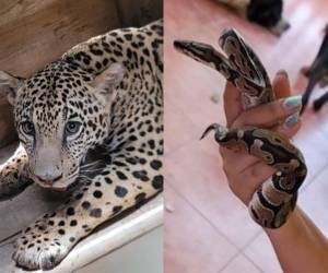 Las Fuerzas Armadas de Honduras, a través del Primer Batallón de Protección Ambiental, realizó recientemente el rescate en un jaguar de aproximadamente seis meses y otras especies exóticas en la aldea El Pataste, Catacamas, en el departamento de Olancho. A continuación los detalles e imágenes.