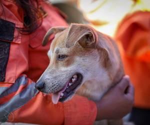 Según se informó, los perros y gatos que ha recibido están bastante afectados.