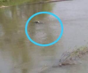 El hallazgo se realizó en las aguas del río Aguán.