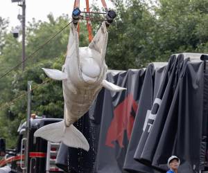 Fotografía cedida donde se muestra a operarios utilizando una eslinga para mover una ballena beluga, este lunes en el parque marino cerrado Marineland Canada, en Niagara Falls, Ontario.