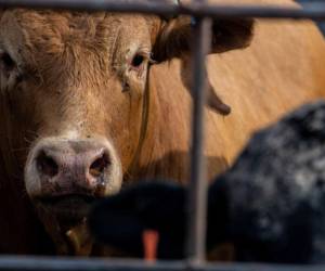 Se espera que este brote de gripe aviar no amenace el suministro comercial de lácteos.