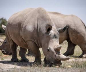 Los óvulos fueron artificialmente inseminados con esperma congelado de dos machos, Suni y Saut, y cuatro de ellos pertenecen a Fatu y 3 a Najin, según indicó este lunes el Servicio de Conservación de la Fauna keniana (KWS) en un comunicado. Foto: EFE.