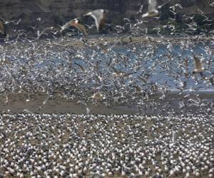 En lugar de un caos de huellas humanas, la playa está tatuada ahora con las pisadas de gaviotas y pelícanos. Foto: AP.