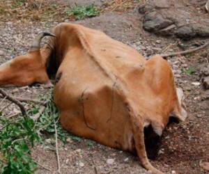 Los bovinos son agujerados en todo su cuerpo y se desangran.