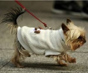 Ahora el hombre tendrá la responsabilidad de llevar a su perrita, una yorkshire terrier, al veterinario. Foto: Agencia AFP