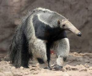 La imagen, tomada en el Parque Nacional Emas de Brasil, había permitido a Marcio Cabral ganar en 2007 el premio a la mejor fotografía en la categoría 'Animales en su medio ambiente'. Foto ilustrativa.