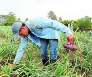 Los productos de cebolla mantienen en bodega la cosecha, ya que no encuentran mercado para su comercialización. (Foto: El Heraldo Honduras)