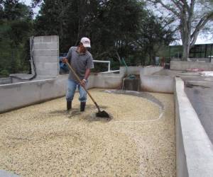 Se espera que los préstamos a la caficultura se incrementen por la necesidad de recursos para combatir la roya.