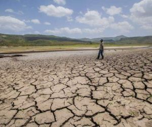El maíz y el frijol son los granos más impactados por la sequía y considerados indispensables en la alimentación de los centroamericanos. FOTO: AFP