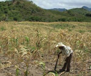 Copeco mantiene bajo alerta amarilla a 75 municipios del llamado Corredor Seco de Honduras, incluidos San Antonio de Flores y Soledad.