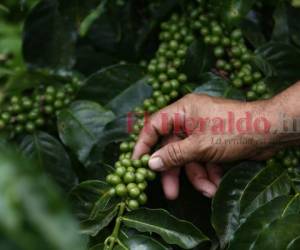 Los pequeños caficultores son los más afectados por los bajos precios. En Honduras son 120,000 familias las que dependen del rubro. Foto archivo EL HERALDO