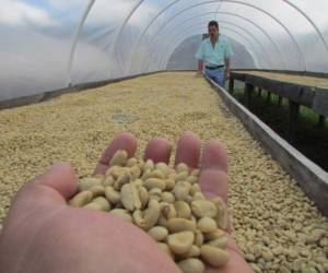 Prestigiosas cadenas de café de Alemania distribuyen el grano aromático que cultivan productores nacionales en 15 departamentos del país. (Foto: El Heraldo Honduras)