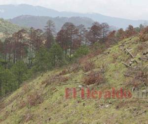 El bosque de pino se ha fortalecido en los últimos cuatro años y la afectación por el gorgojo descortezador ha disminuido.