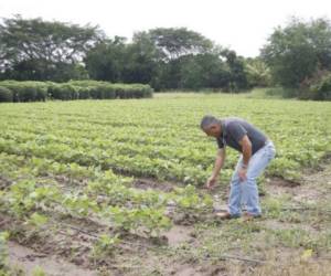 Los productores carecen de equipo moderno, sistemas de riego y conocimiento para hacer buen uso de las tierras.