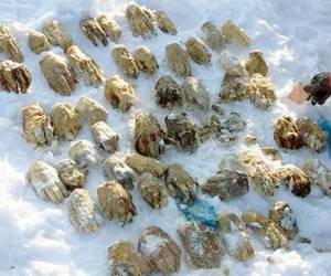 Las partes humanas fueron encontradas en bolsas plásticas por varios pescadores de la zona.