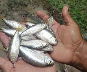 Al menos dos hipótesis existen sobre esta maravilla considerada bendición por parte de los mismos yoreños. Fotos: Municipalidad de Yoro.