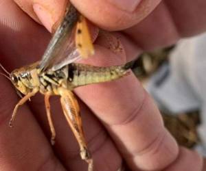 Aunque por el momento solo está presente en Pet﻿én, fronterizo con México, el acuerdo es de ámbito general y aplica a todo el territorio de Guatemala. Foto cortesía: Cooperativa Agrícola Integral Las Cruces RL.