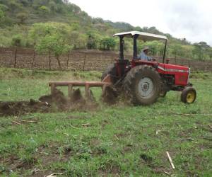 Los productores afirman que la cosecha se ha disminuido en un buen porcentaje. El título de granero de Centroamérica no existe.