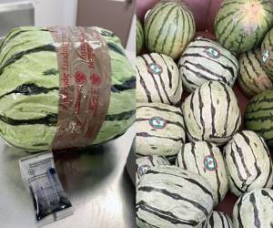 Un intento de contrabando fue frustrado en la frontera entre México y Estados Unidos cuando las autoridades decomisaron un camión cargado con metanfetamina camuflada como un cargamento de sandías. Te contamos los detalles en la siguiente galería.