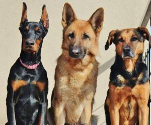 Se sabía que esta capacidad existía en los seres humanos y en primates, pero este es el primero que demuestra que los perros también están dotados para hacerlo.