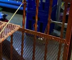 El cuerpo de la mujer de 52 años quedó en medio del local donde funciona la pulpería.