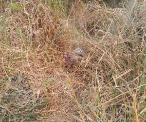 El cuerpo estaba en medio de unos matorrales.