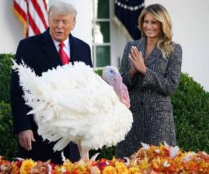 'Qué pájaro', le dijo al gran pavo blanco llamado Corn y señaló que el Día de Acción de Gracias. Foto: AFP