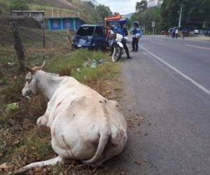 El camión impactó contra una vaca que deambulaba en la carretera.