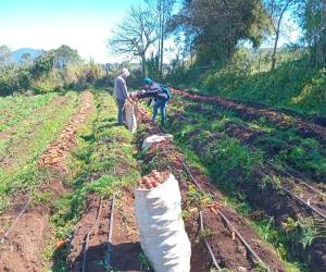 Agricultores de la zona montañosa denuncian altos costos en insumos y aseguran que intermediarios obtienen la mayor ganancia en mercados capitalinos.