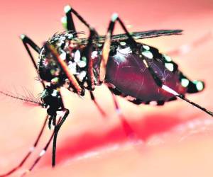 Según investigaciones, el Culex podría transmitir el zika.