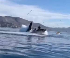 VIDEO: Sorprendente momento en que dos turistas son atrapadas por las fauces de una ballena