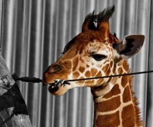 Las jirafas no suelen atacar a los humanos.