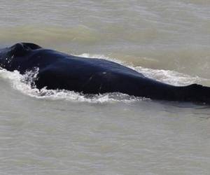 El personal del parque ha estado vigilado de cerca una ballena, que parece estar atascada. Foto cortesía CNN