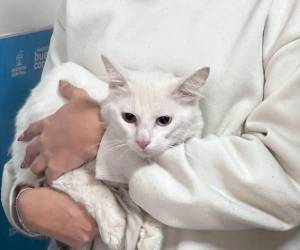 Más de 40 gatos serán rescatados de los hospitales, explicaron autoridades de la Gerencia de Salud de la AMDC.