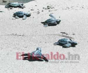 Las tortugas que desovan en las costas hondureñas nacieron en esas mismas playas hace una década. Foto: Gissela Rodríguez.