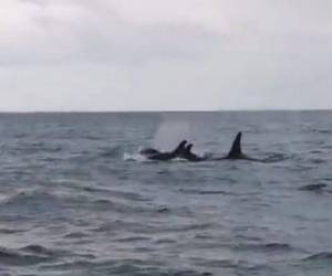 La imágenes muestran al menos a tres o cuatro mamíferos saltando en las cálidas aguas caribeñas.