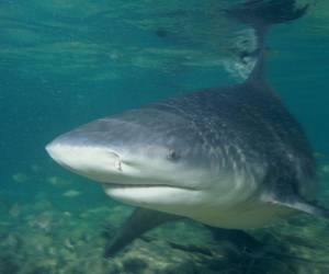 Según los expertos en estos animales, los humanos son la mayor amenaza para los tiburones toro.