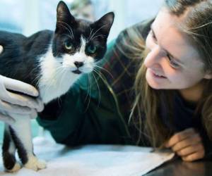 El gato Miko tenía siete años de desaparecido y esta Navidad se reencontró con su familia