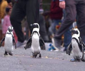 En esta imagen difundida por Netflix, una escena de la serie 'Penguin Town', estrenada el miércoles. Foto: AP