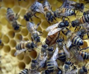 Agricultores africanos han adquirido el hábito de colocar colmenas en sus propiedades para proteger a sus cultivos de los elefantes. Foto: Agencia AFP